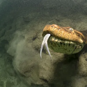 Anaconda Fine Art Print Collection: Green Anaconda