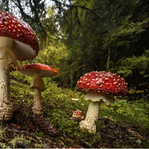 Cluster of Fly agaric mushrooms / fungi (Amanita muscaria