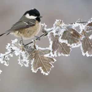 Coal tit (Periparus ater) adult perched in winter, Scotland, UK, December