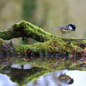 Coal tit (Periparus ater) on mossy log with reflection, England, UK. January