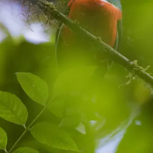 Collared trogon (Trogon collaris) perched on a branch. Mindo, Pichincha, Ecuador