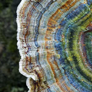 Colourful rings of the Many-zoned polypore (Coriolus versicolor) New Forest National Park