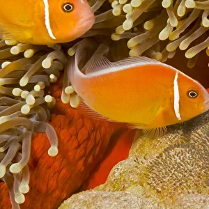 Common anemonefish (Amphiprion perideraion) with eggs in Magnificent sea anemone