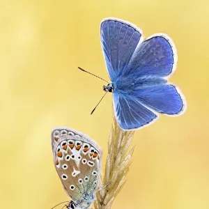 Butterflies Metal Print Collection: Common Blue