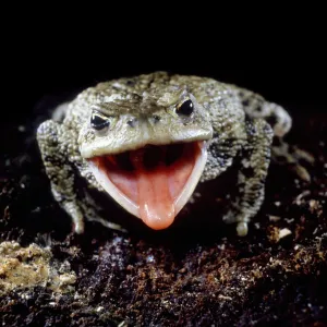 Common European Toad (Bufo bufo) catching prey, sequence 1 / 2, captive, UK