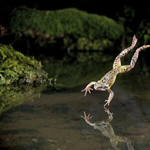 Common frog (Rana temporaria) leaping into a pond, controlled conditions, UK