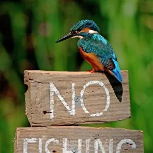 Kingfishers Photo Mug Collection: Common Kingfisher