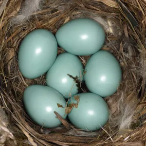 Honeyeaters Collection: White Fronted Chat
