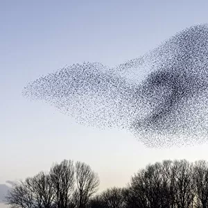 Common starling (Sturnus vulgaris) murmuration, flock gathering above trees before