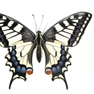 Common swallowtail butterfly (Papilio machaon), Lorsch, Hessen, Germany. Meetyourneighbours