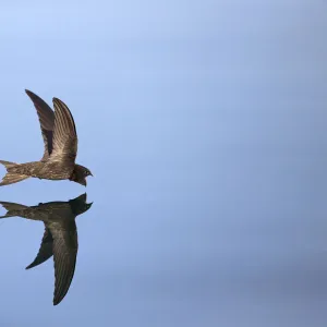 Common Swift (Apus apus) in flight reflected in water, Norfolk, England, UK. July