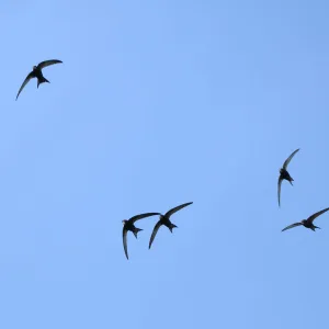 Common swift (Apus apus) group flying overhead, Bradford-on-Avon, Wiltshire, UK, May