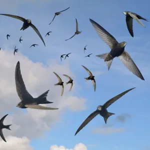 Apodiformes Jigsaw Puzzle Collection: Swifts