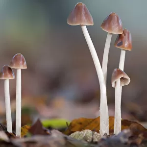 Conical Brittlestem mushrooms (Psathyrella conopilus), Peerdsbos, Brasschaat, Belgium, October