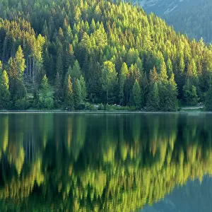Conifers reflected in water, Strbske Pleso, Tatra Mountains, Slovakia, June 2013