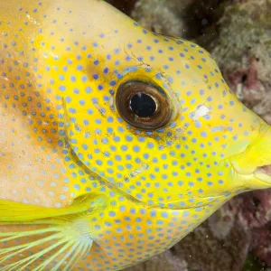 Coral Rabbitfish (Siganus corallinus) portrait, Tubbataha Reef Natural Park, UNESCO