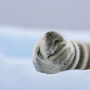 Phocidae Gallery: Crabeater Seal