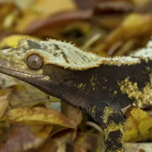 Lizards Gallery: Crested Gecko