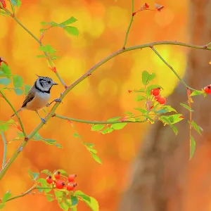 : Autumn Update