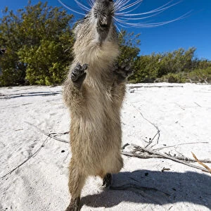 Cuban hutia (Capromys pilorides) stands up on its back legs on a tropical beach