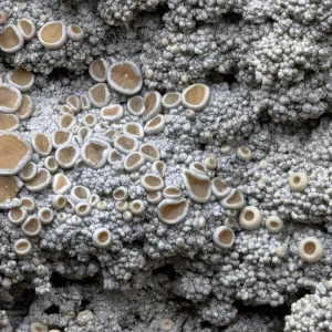 Cudbear Lichen (Ochrolechia tartarea) growing on quartzite rock