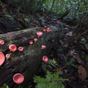 Cup fungi (Cookeina sp) growing on decaying log, Danum Valley, Sabah, Borneo