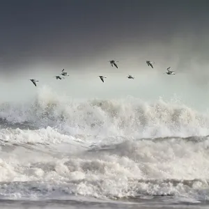 Curlews (Numenius arquata) group flying over the sea during storm. Wales, UK December