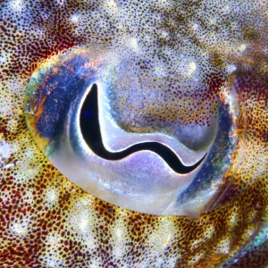 Cuttlefish (Sepia officinalis) close up of eye, Tenerife, Canary Islands