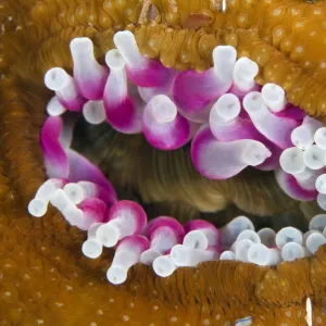 Dahlia anemone (Urticina felina) in the process of opening / retracting tentacles