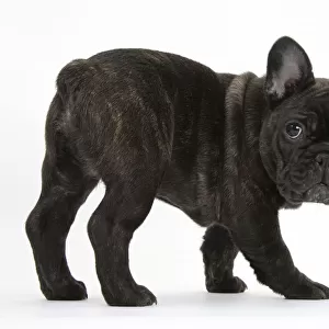 Dark brindle French Bulldog pup, Bacchus, 9 weeks old