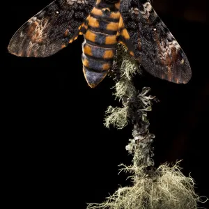 Deaths head hawkmoth (Acherontia atropos). Captive bred in the UK