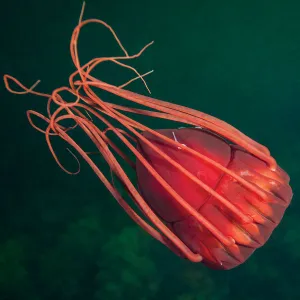 Deep sea jellyfish (Periphylla periphylla), Trondheimsfjord, Norway, July