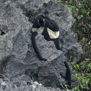 Delacouras langurs (Trachypithecus delacouri) restin, Van Long Nature Reserve, Ninh Binh, Vietnam