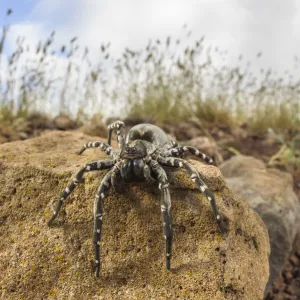 Deserta Grande wolf spider (Hogna ingens), Deserta Grande, Madeira, Portugal. Critically endangered