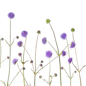 Devil s-bit scabious (Succisa pratensis) Peak District National Park, Derbyshire, UK, September