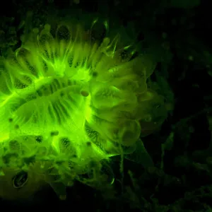 Devonshire cup coral (Caryophyllia smithii) photographed under deep blue light to reveal