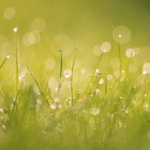 Dewdrops on grass with bokeh affect, Monmouthshire, Wales, UK September