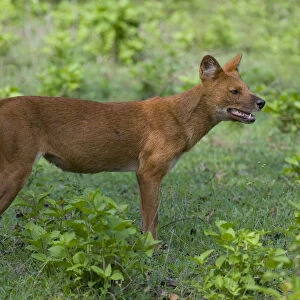 Dhole / Asiatic Wild Dog (Cuon alpinus). Karnataka, India