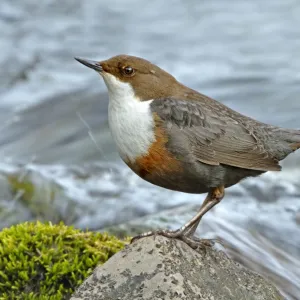 Dipper (Cinclus cinclus) portrait, standing on exposed stone in fast flowing river