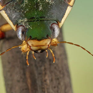Diving beetle (Cybister lateralimarginalis) female, Europe, May, controlled conditions
