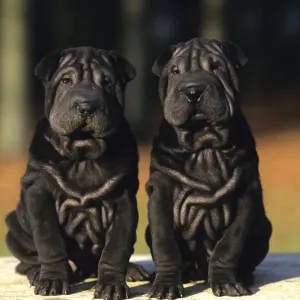 Shar Pei Black Puppies Print Art Prints, Posters Puzzles