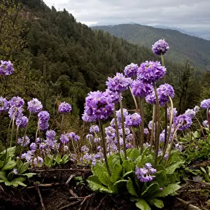 Drumstick primrose (Primula denticulata) flowering - high elevation flowers of the Himalaya
