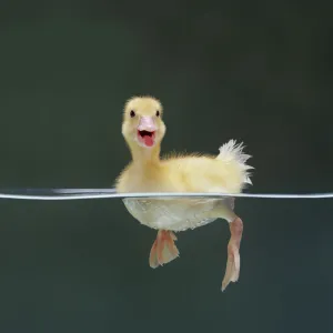 Duckling swimming on water surface, captive, UK