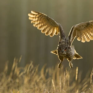 Owls Jigsaw Puzzle Collection: Eastern Grass Owl
