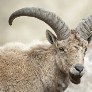 East Caucasian tur (Capra cylindricornis) portrait, Caucasus, Russia. May