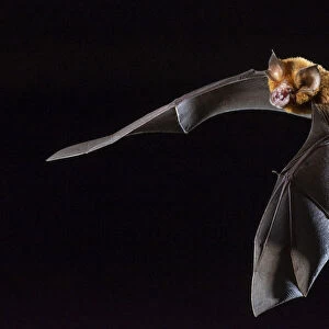 Rhinolophidae Collection: Eastern Horseshoe Bat