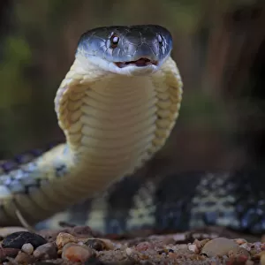 Eastern tiger snake (Notechis scutatus) female, Yarra River corridor in suburban Melbourne