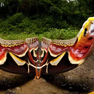 Edwards Atlas Moth (Attacus edwardsii) in defensive posture, Bhutan, June