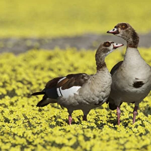 Egyptian goose (Alopochen aegyptiaca) pair amongst Devil s-thorn yellow flowers