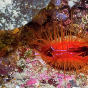 Electric fileclam / Disco clam (Ctenoides ales). West Papua, Indonesia